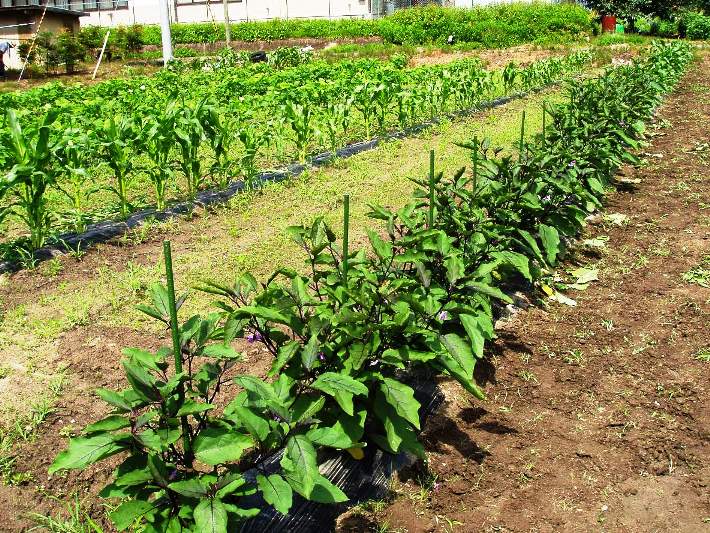 この画像はクリックすると大きな画像を閲覧できます。