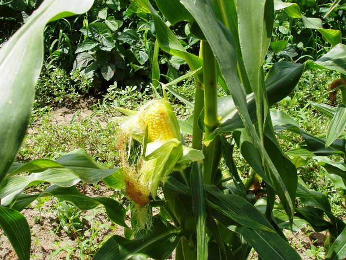 この画像はクリックすると大きな画像を閲覧できます。